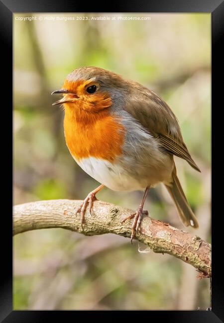 Serenade of the Vibrant Redbreast Framed Print by Holly Burgess