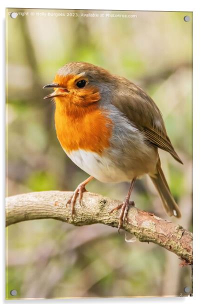 Serenade of the Vibrant Redbreast Acrylic by Holly Burgess