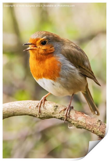 Serenade of the Vibrant Redbreast Print by Holly Burgess