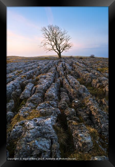 Lone Tree Framed Print by Nigel Wilkins