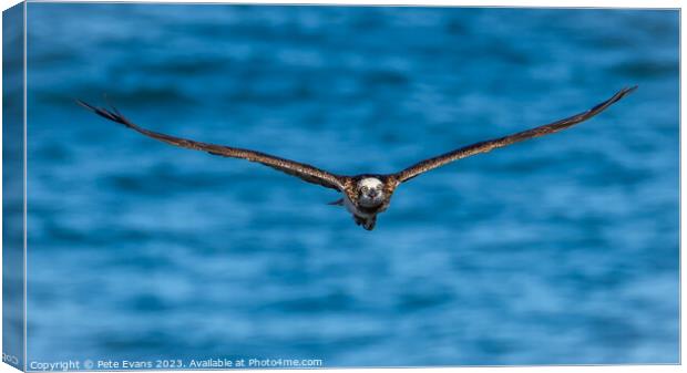 Osprey front on Canvas Print by Pete Evans