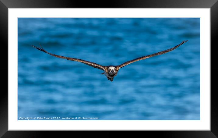 Osprey front on Framed Mounted Print by Pete Evans