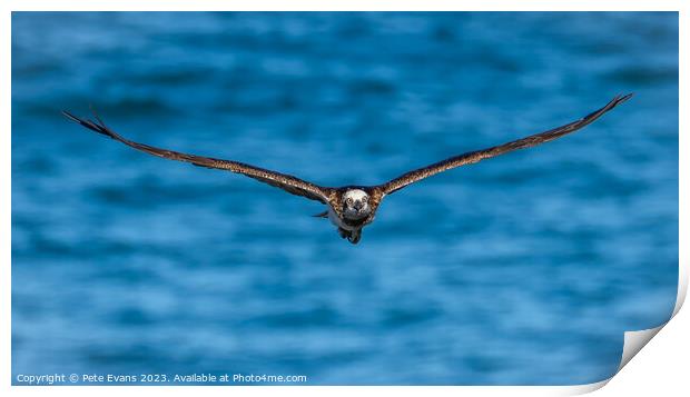 Osprey front on Print by Pete Evans