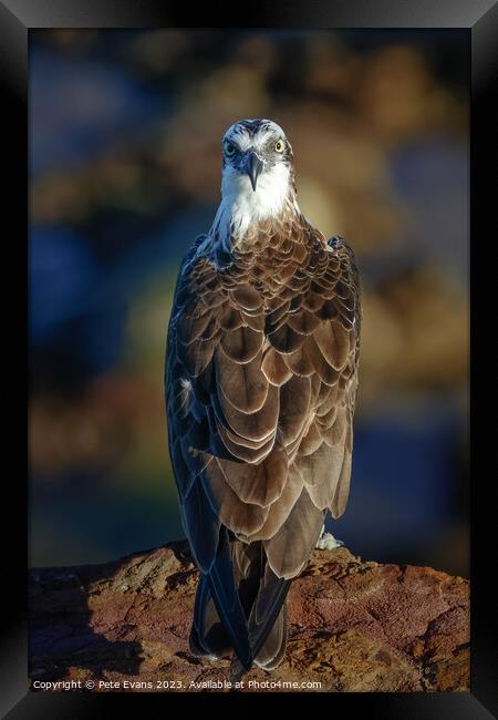 Osprey Headspin Framed Print by Pete Evans
