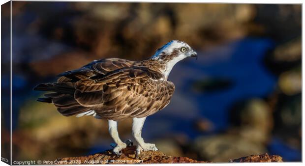 Osprey on the Rocks Canvas Print by Pete Evans