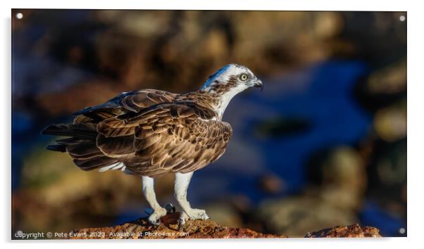 Osprey on the Rocks Acrylic by Pete Evans