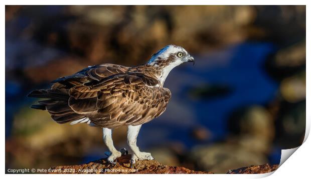 Osprey on the Rocks Print by Pete Evans