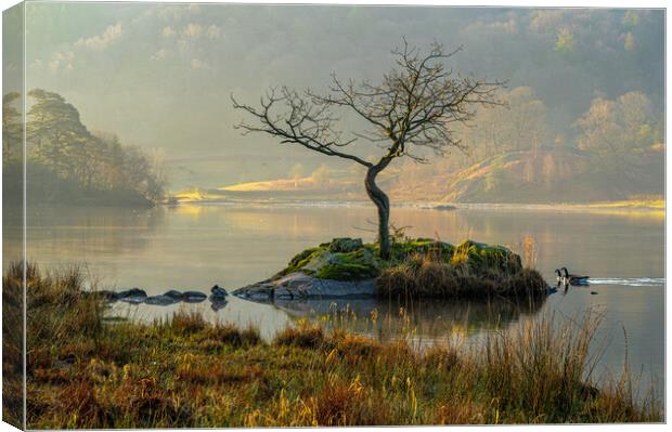 Canadian geese duo at Rydal Water, Lake District, UK  Canvas Print by Michael Brookes