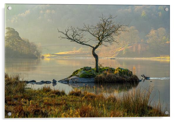Canadian geese duo at Rydal Water, Lake District, UK  Acrylic by Michael Brookes