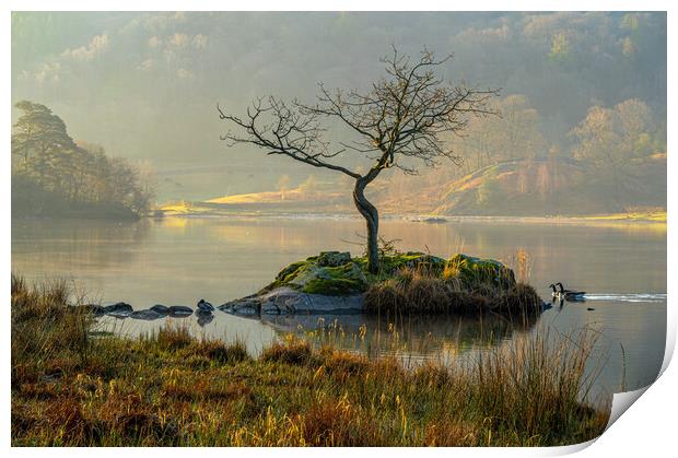 Canadian geese duo at Rydal Water, Lake District, UK  Print by Michael Brookes