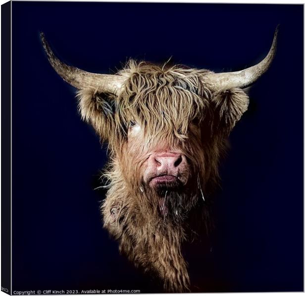 Majestic Highland Cattle Canvas Print by Cliff Kinch