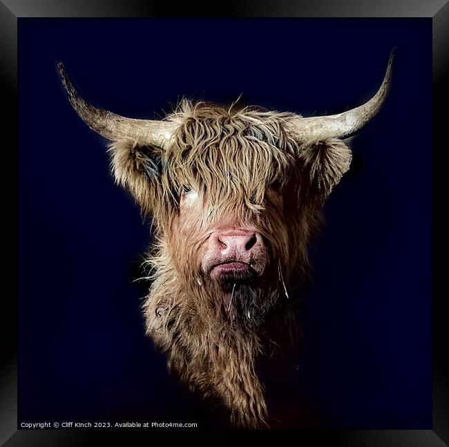 Majestic Highland Cattle Framed Print by Cliff Kinch