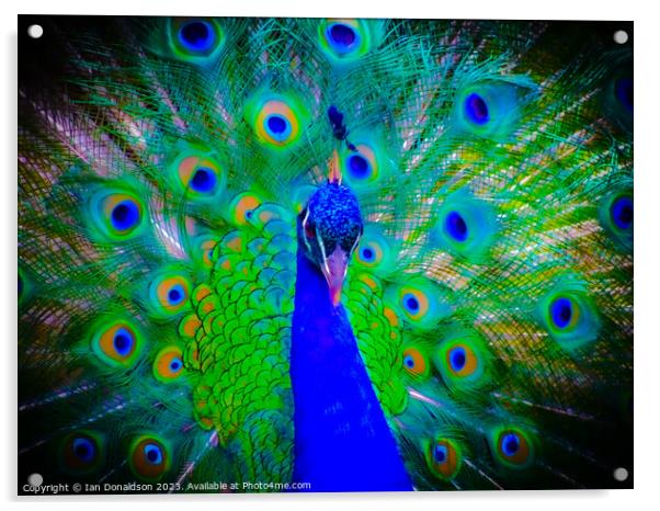 Peacock Acrylic by Ian Donaldson