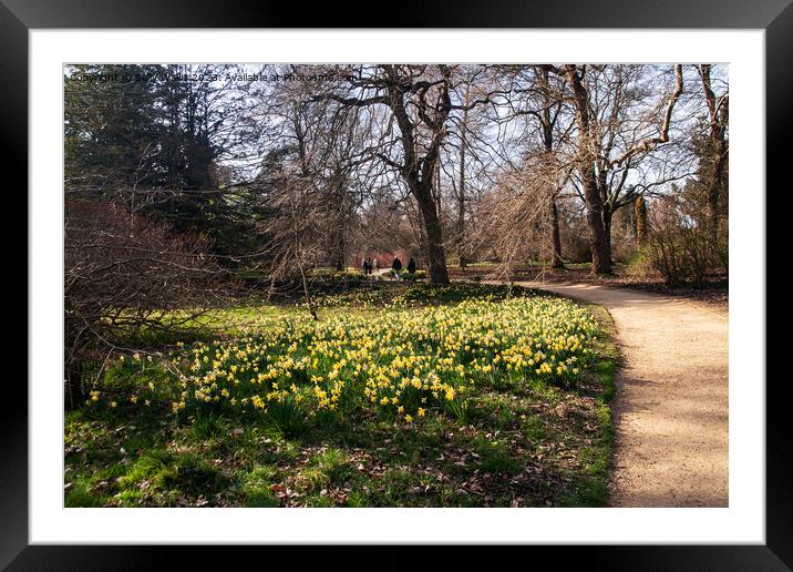 Path past daffodils Framed Mounted Print by Sally Wallis