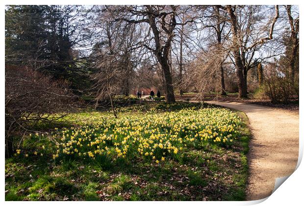 Path past daffodils Print by Sally Wallis