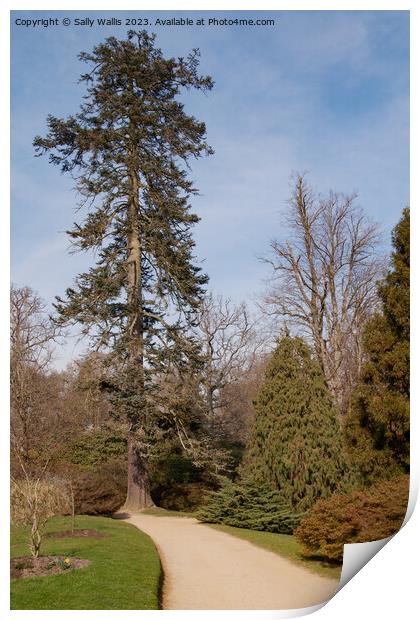 Pine tree in winter Print by Sally Wallis