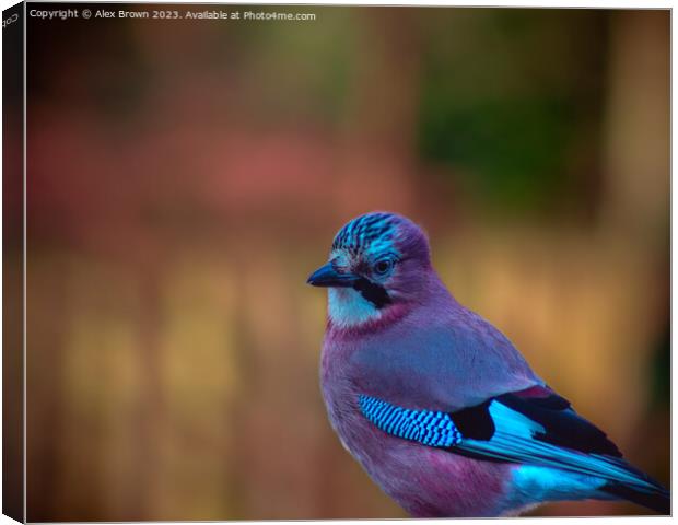 Jay in the Way Canvas Print by Alex Brown