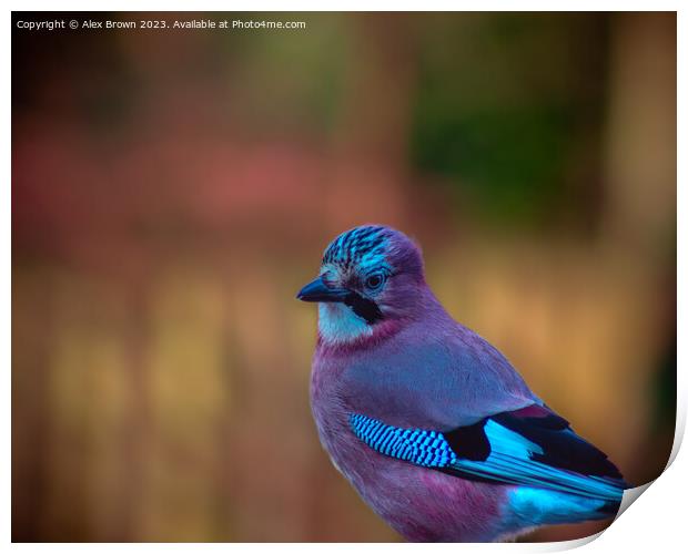 Jay in the Way Print by Alex Brown