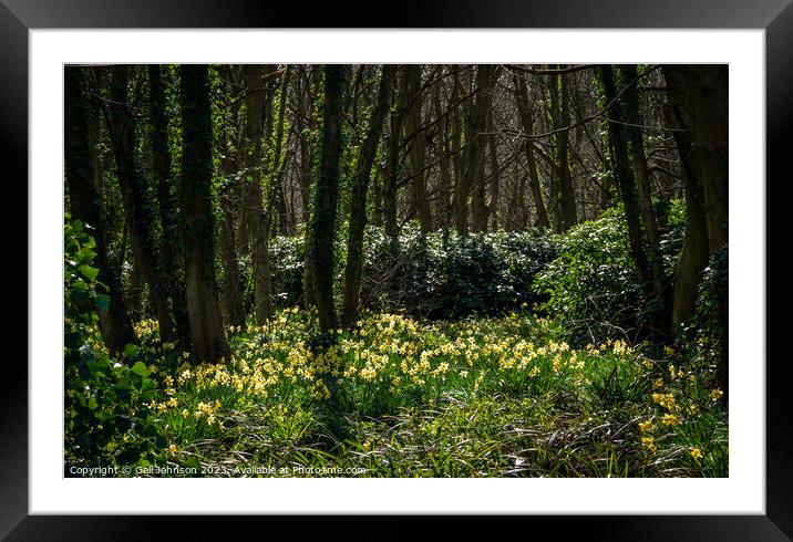 Srping daffodils at Penrhos Nature reserev, Anglesey, North Wale Framed Mounted Print by Gail Johnson