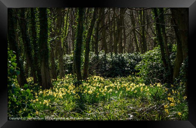 Srping daffodils at Penrhos Nature reserev, Anglesey, North Wale Framed Print by Gail Johnson