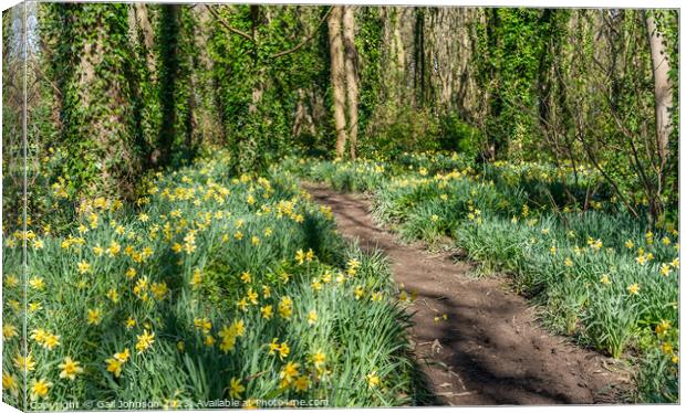 Srping daffodils at Penrhos Nature reserev, Anglesey, North Wale Canvas Print by Gail Johnson