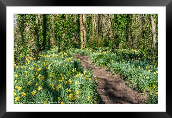 Srping daffodils at Penrhos Nature reserev, Anglesey, North Wale Framed Mounted Print by Gail Johnson