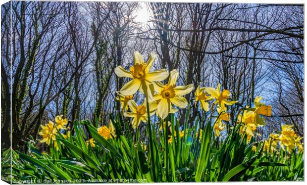 Srping daffodils at Penrhos Nature reserev, Anglesey, North Wale Canvas Print by Gail Johnson