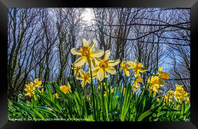 Srping daffodils at Penrhos Nature reserev, Anglesey, North Wale Framed Print by Gail Johnson