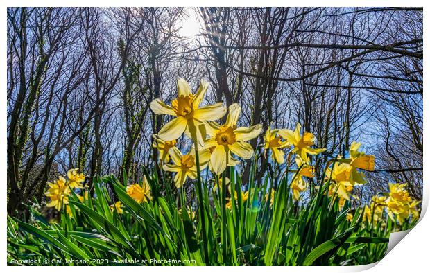 Srping daffodils at Penrhos Nature reserev, Anglesey, North Wale Print by Gail Johnson