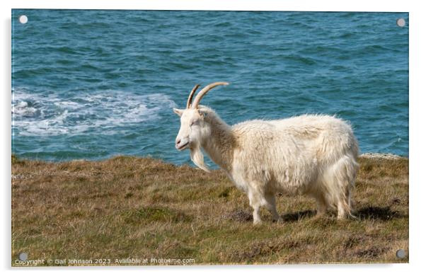walking the Anglesey Coastal Path - Trearddur Bay to Rhoscolyn  Acrylic by Gail Johnson