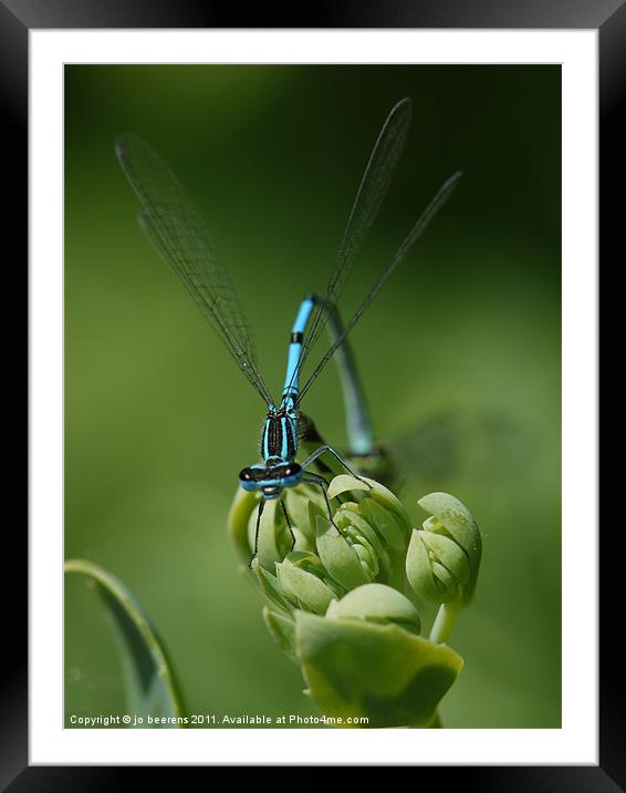 blue on green Framed Mounted Print by Jo Beerens