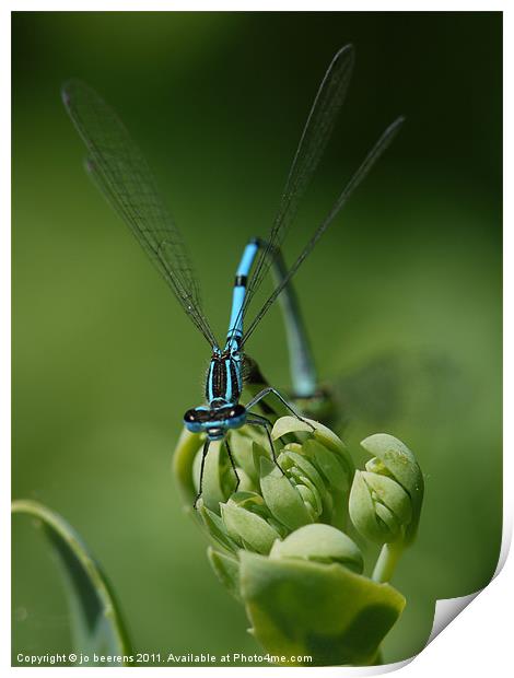 blue on green Print by Jo Beerens