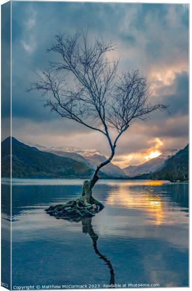 Lonely Tree Canvas Print by Matthew McCormack