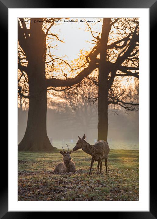 Making friends at dawn Framed Mounted Print by Kevin White