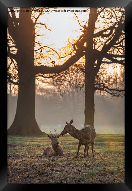 Making friends at dawn Framed Print by Kevin White