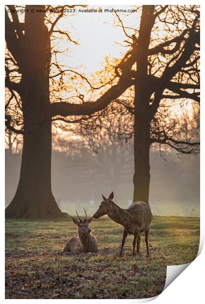 Making friends at dawn Print by Kevin White