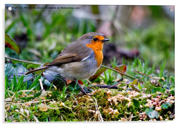 Robin in Springtime Acrylic by Jim Jones