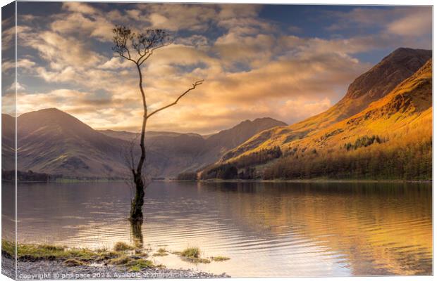 Lone Tree at Buttermere Canvas Print by phil pace