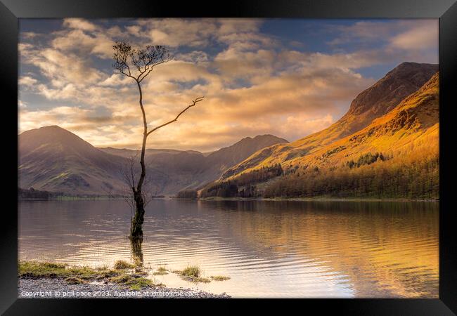 Lone Tree at Buttermere Framed Print by phil pace