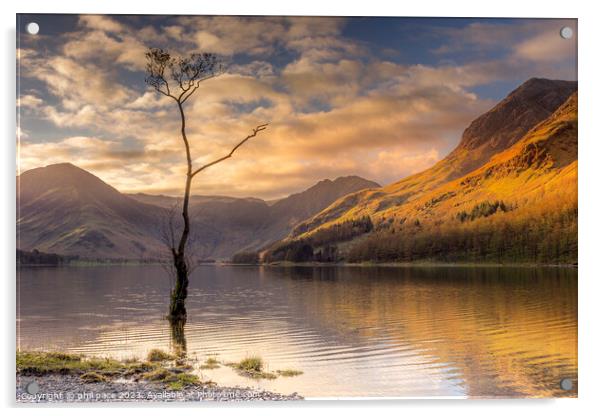 Lone Tree at Buttermere Acrylic by phil pace
