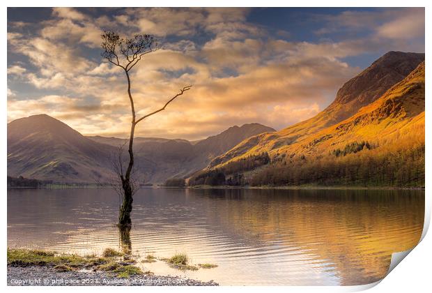 Lone Tree at Buttermere Print by phil pace