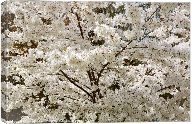 The Bride  Cherry Blossom tree Canvas Print by Simon Johnson