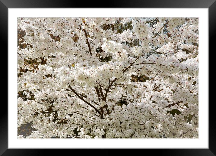The Bride  Cherry Blossom tree Framed Mounted Print by Simon Johnson
