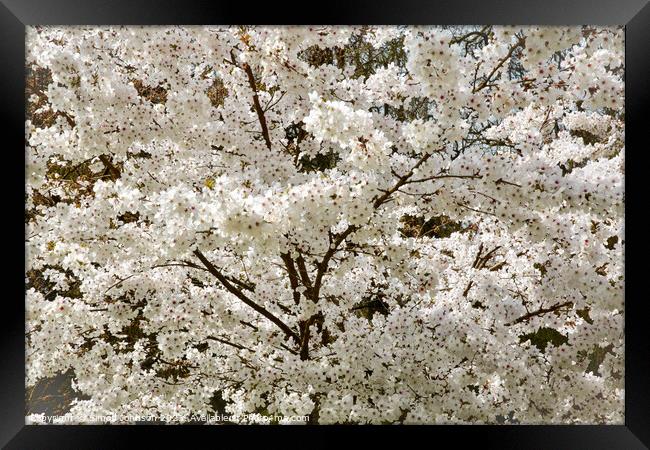 The Bride  Cherry Blossom tree Framed Print by Simon Johnson