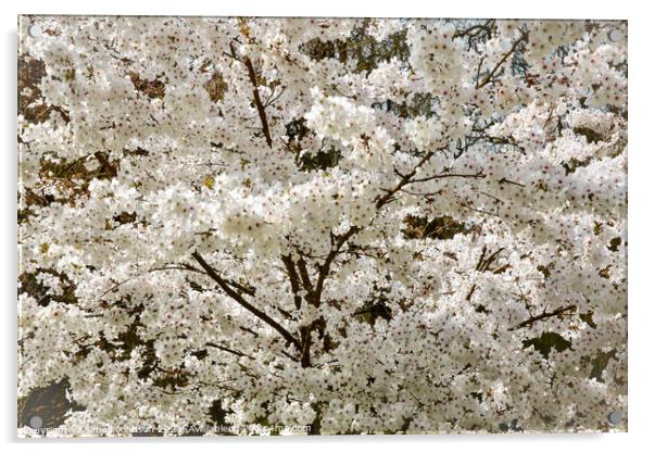 The Bride  Cherry Blossom tree Acrylic by Simon Johnson