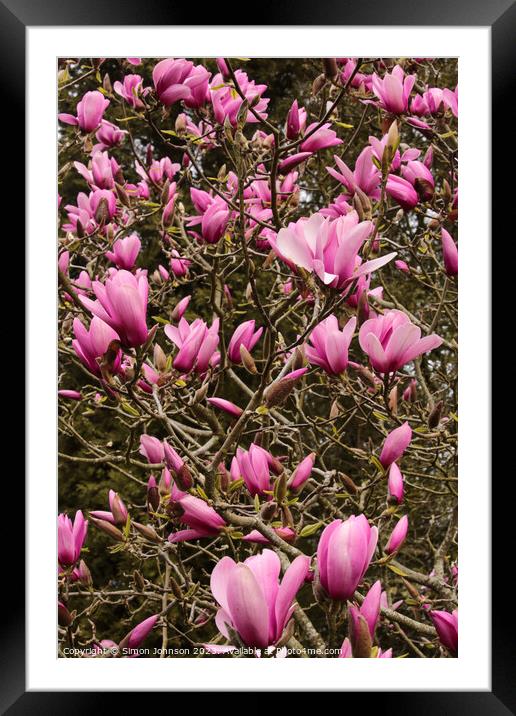 pink magnolia flowers Framed Mounted Print by Simon Johnson