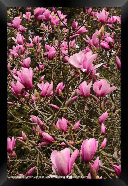 pink magnolia flowers Framed Print by Simon Johnson