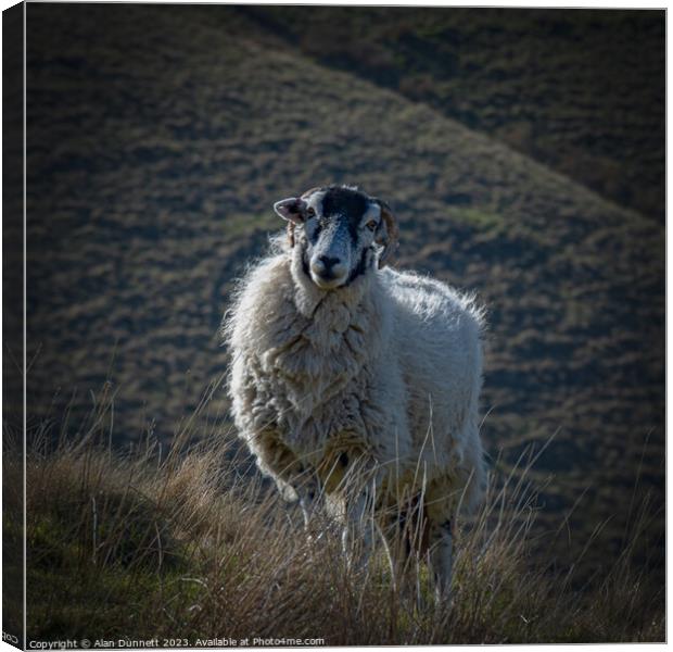 The Curious Sheep Canvas Print by Alan Dunnett