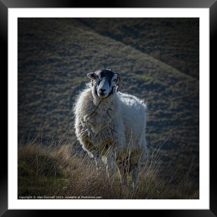 The Curious Sheep Framed Mounted Print by Alan Dunnett