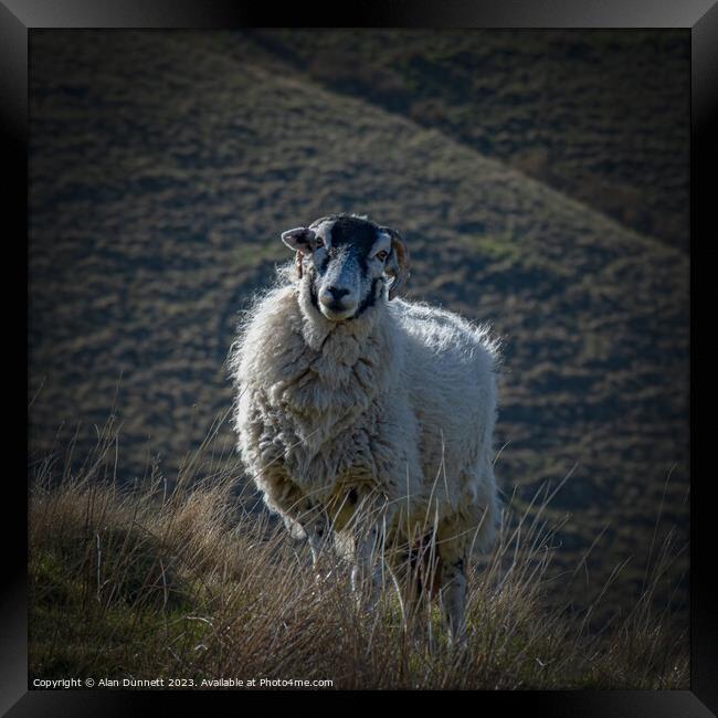 The Curious Sheep Framed Print by Alan Dunnett